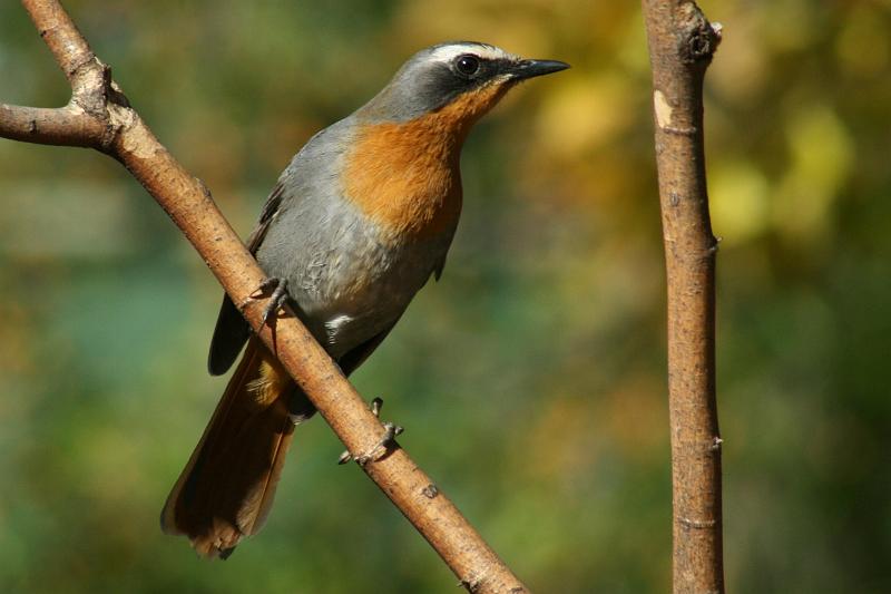 frieda 014.JPG - Ek pas mooi in by die herfskleure...